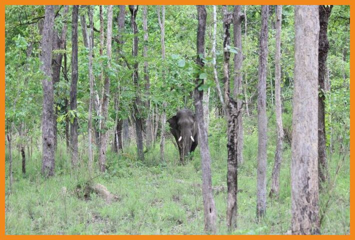 elephant in woods