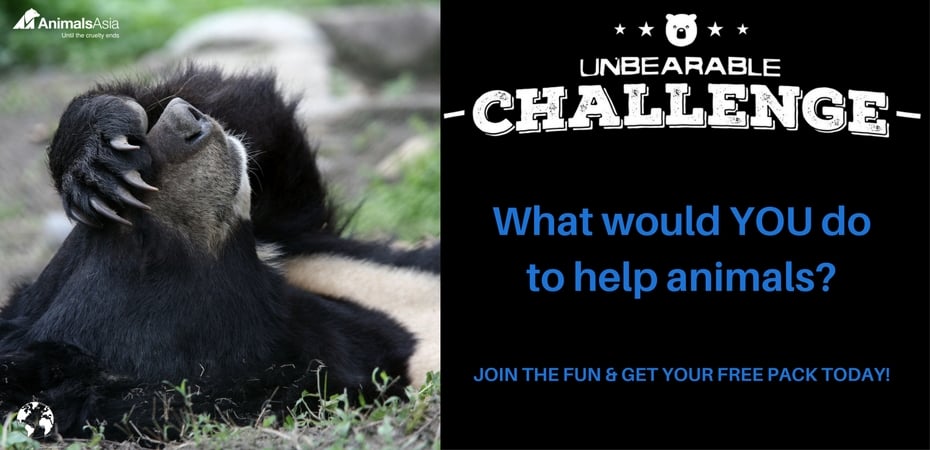 The unBEARable Challenge