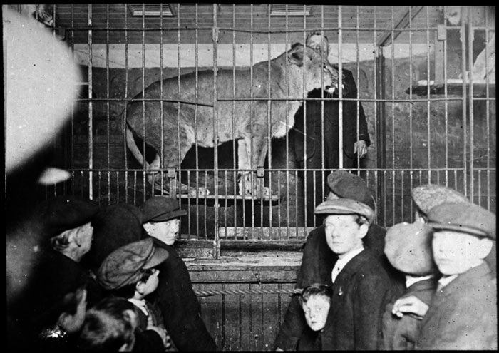 Lion in cage
