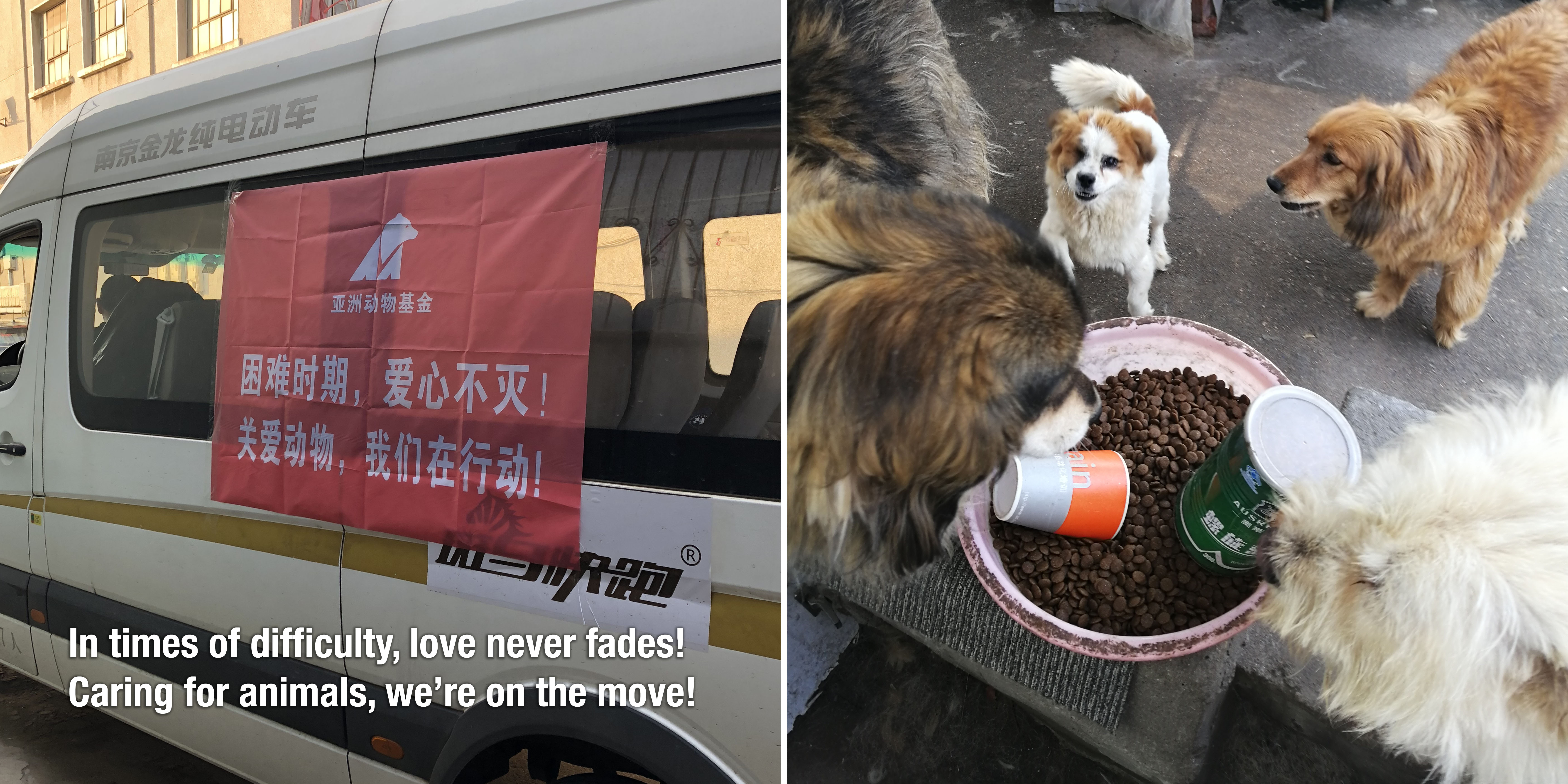 Food donation in transit and happy dogs' dinner
