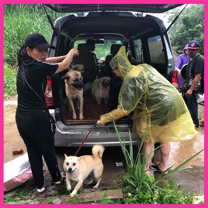 Volunteers move dogs to new premises
