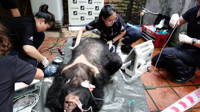 vets examine bear-animals asia