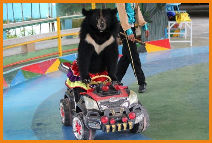bear on toy car
