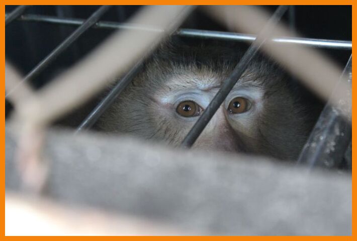monkey in cage-close up