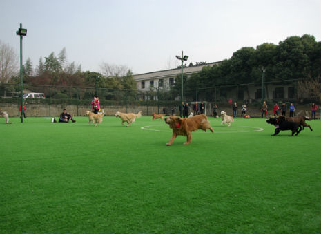 therapy dogs enjoy a group activity