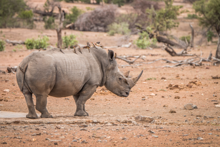 Rhino and birds