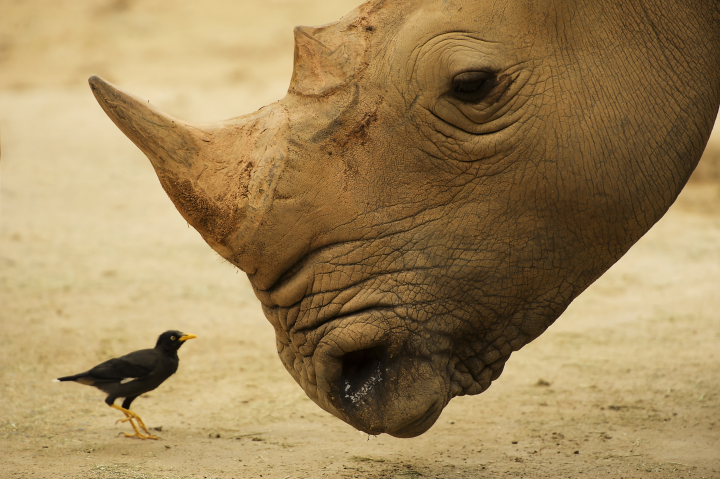 Rhino and oxpeckers