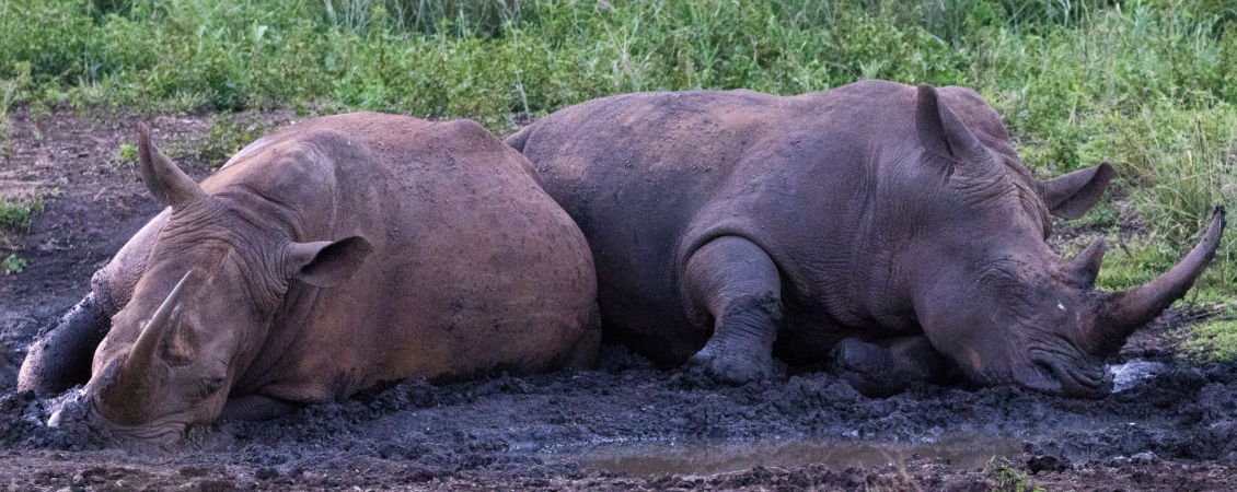 Rhinos wallow in mud