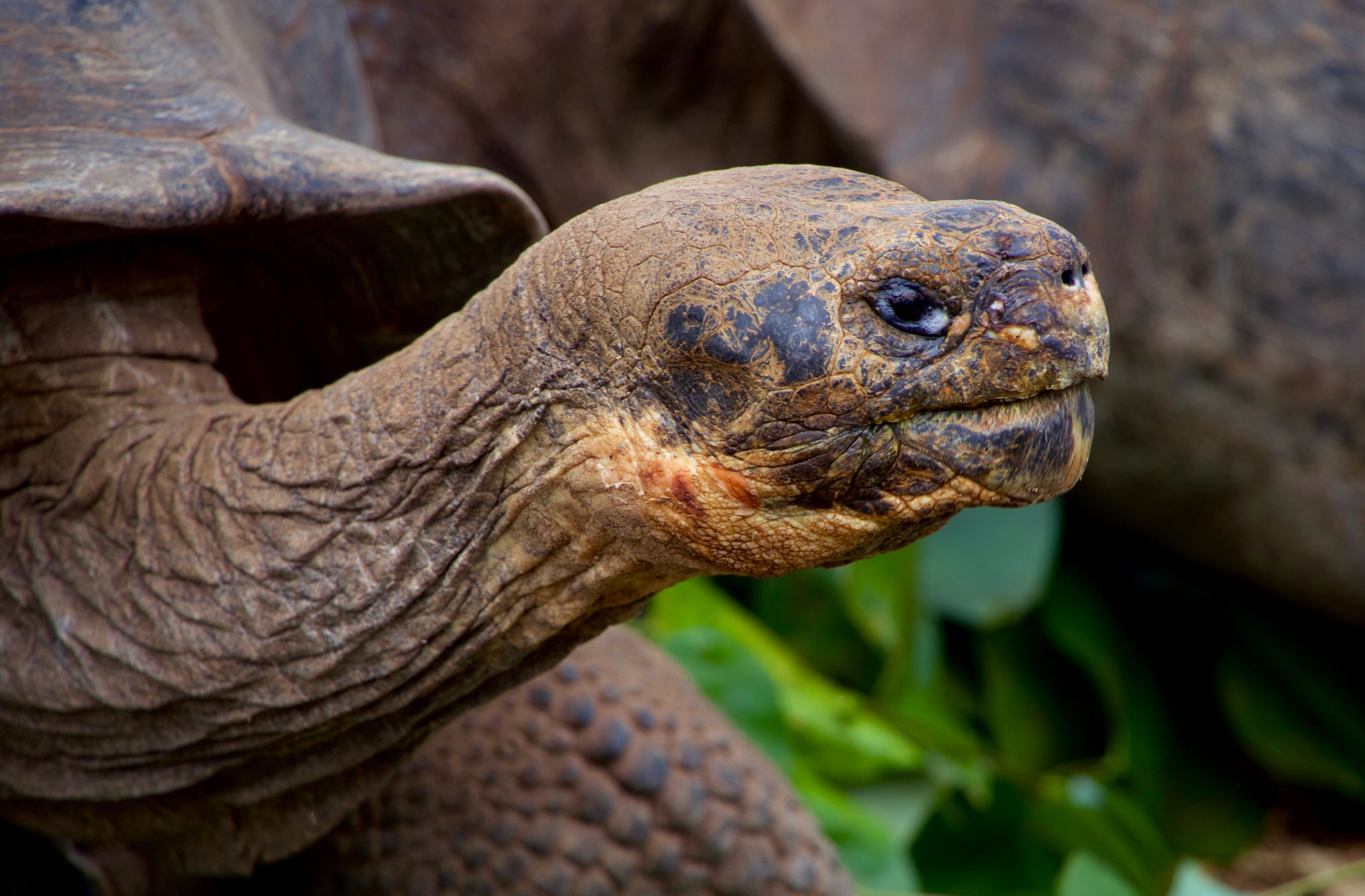 Giant tortoise