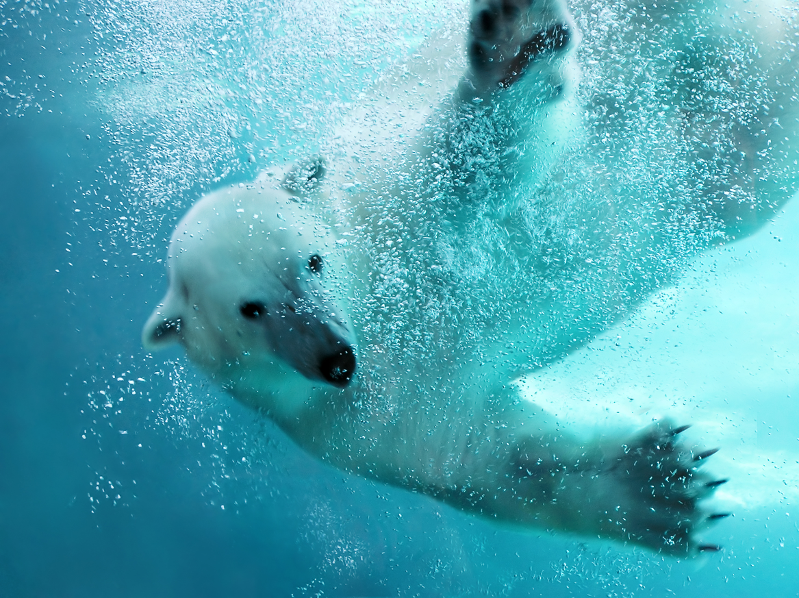 Polar bear swimming