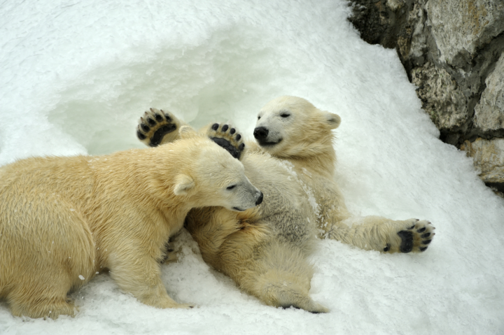 Polar bear cubs play