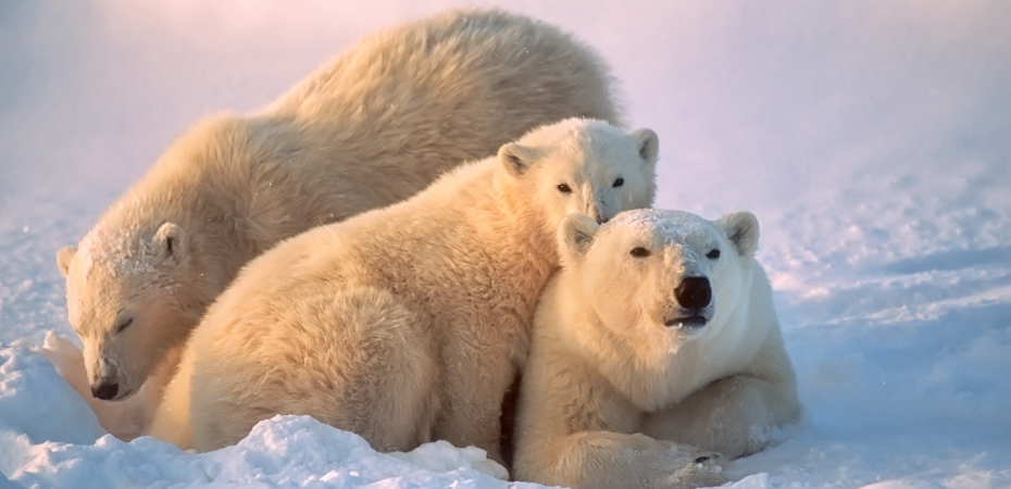 Polar bear family